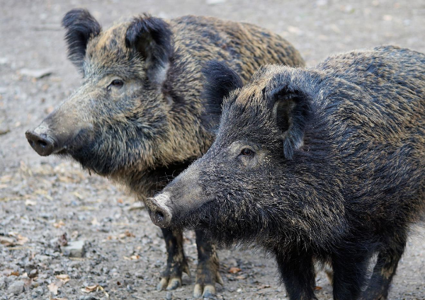 Auch Hameln Pyrmont ist von der Afrikanischen Schweinepest bedroht.